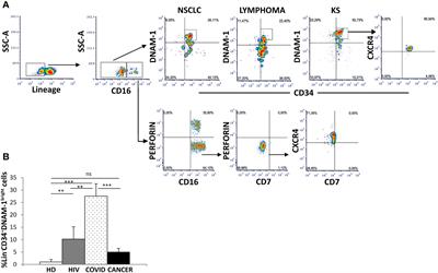 CD34+DNAM-1brightCXCR4+ haemopoietic precursors circulate after chemotherapy, seed lung tissue and generate functional innate-like T cells and NK cells